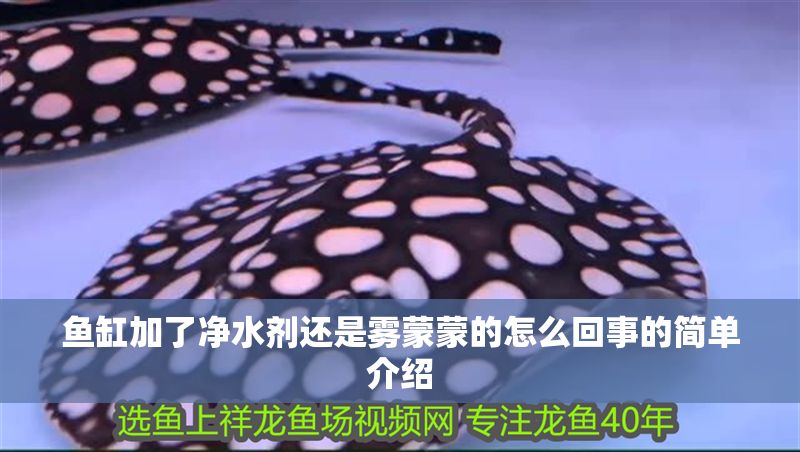 魚缸加了凈水劑還是霧蒙蒙的怎么回事的簡單介紹