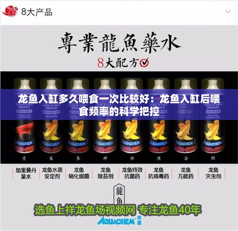 龍魚入缸多久喂食一次比較好：龍魚入缸后喂食頻率的科學(xué)把控
