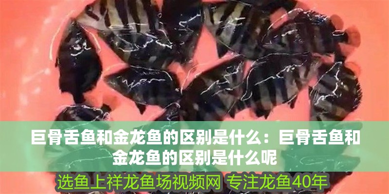 巨骨舌魚和金龍魚的區(qū)別是什么：巨骨舌魚和金龍魚的區(qū)別是什么呢