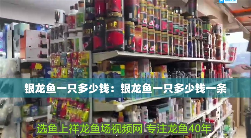 銀龍魚一只多少錢：銀龍魚一只多少錢一條