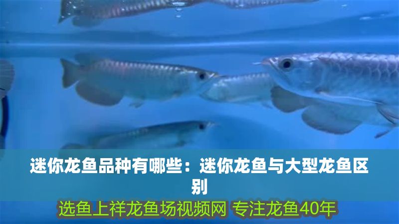 迷你龍魚品種有哪些：迷你龍魚與大型龍魚區別