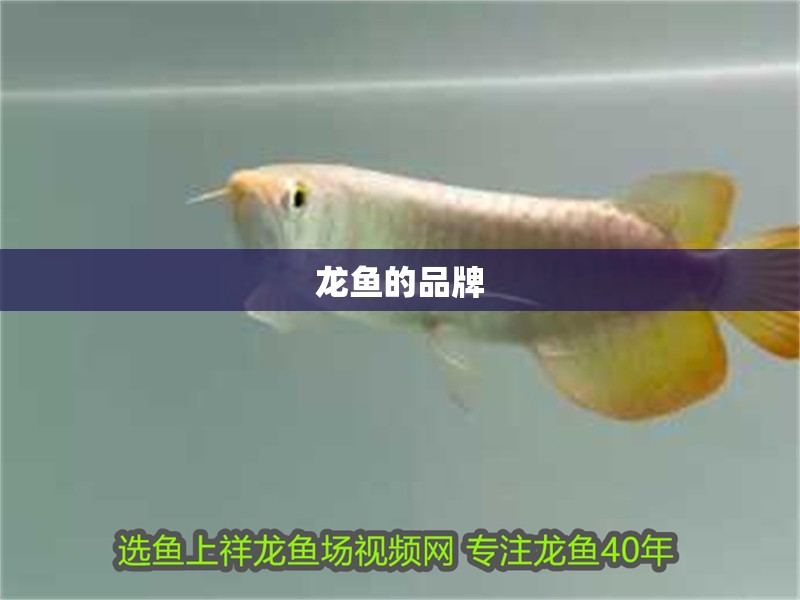 龍魚的品牌