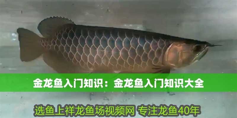金龍魚入門知識：金龍魚入門知識大全