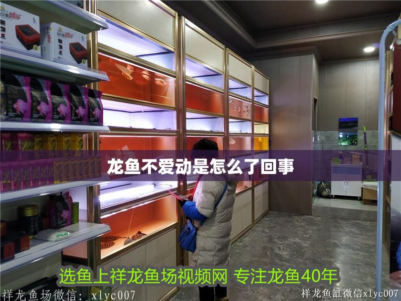 龍魚不愛動是怎么了回事
