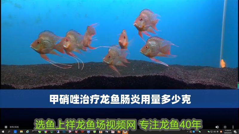 甲硝唑治療龍魚(yú)腸炎用量多少克