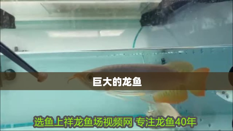 巨大的龍魚 巨大的龍魚 龍魚百科