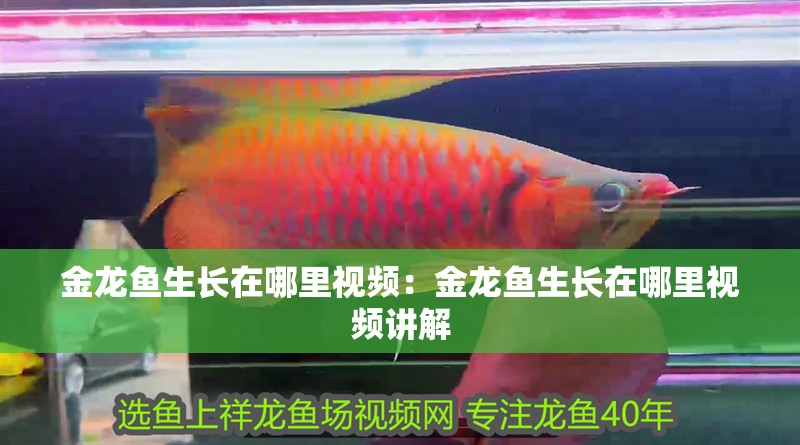 金龍魚生長在哪里視頻：金龍魚生長在哪里視頻講解
