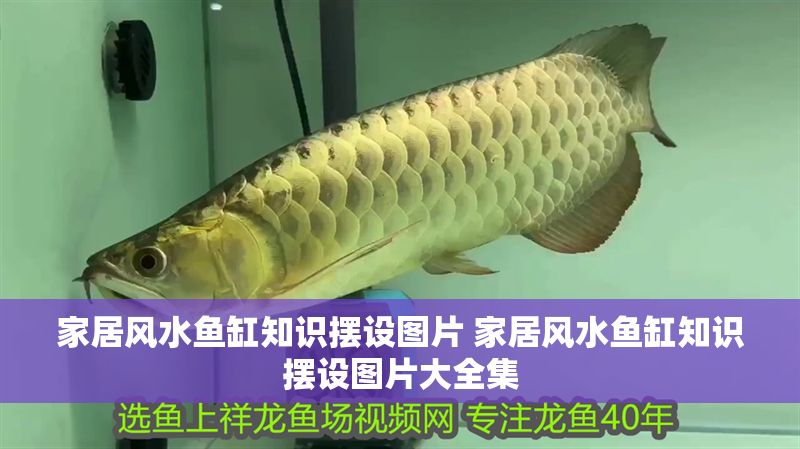 家居風(fēng)水魚缸知識(shí)擺設(shè)圖片 家居風(fēng)水魚缸知識(shí)擺設(shè)圖片大全集