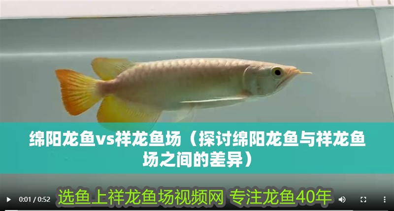 綿陽龍魚vs祥龍魚場（探討綿陽龍魚與祥龍魚場之間的差異）