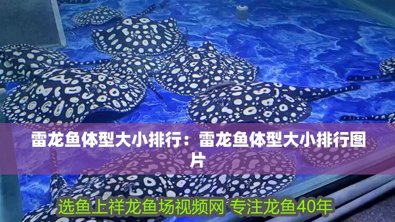 雷龍魚體型大小排行：雷龍魚體型大小排行圖片