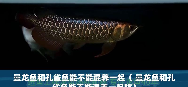 曼龍魚和孔雀魚能不能混養一起（ 曼龍魚和孔雀魚能不能混養一起吃）