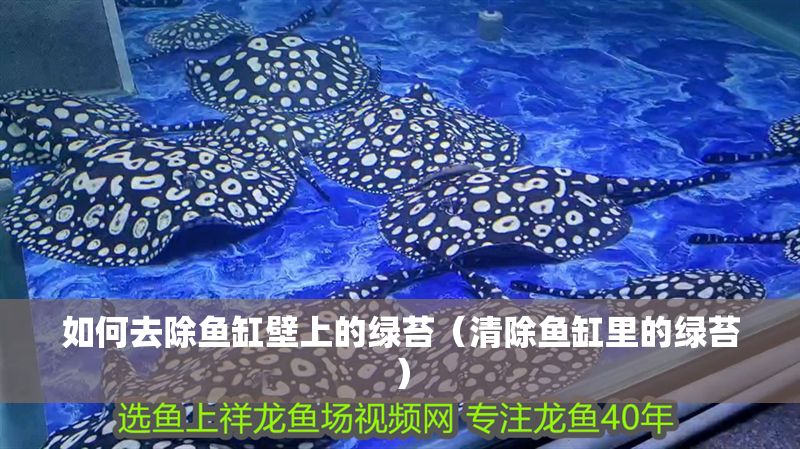 如何去除魚缸壁上的綠苔（清除魚缸里的綠苔）