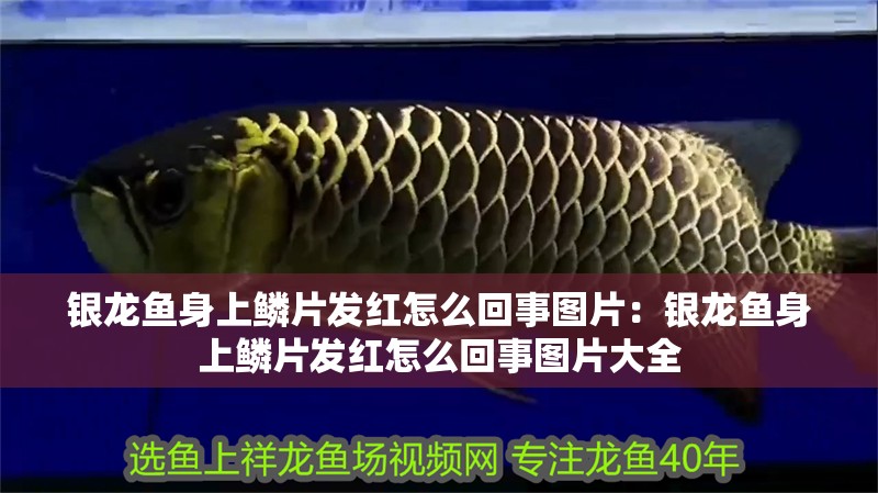 銀龍魚身上鱗片發紅怎么回事圖片：銀龍魚身上鱗片發紅怎么回事圖片大全