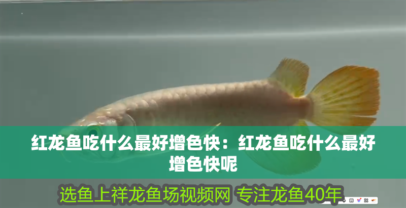 紅龍魚吃什么最好增色快：紅龍魚吃什么最好增色快呢