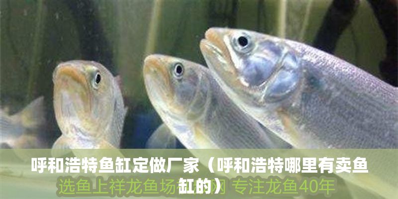 呼和浩特魚缸定做廠家（呼和浩特哪里有賣魚缸的）