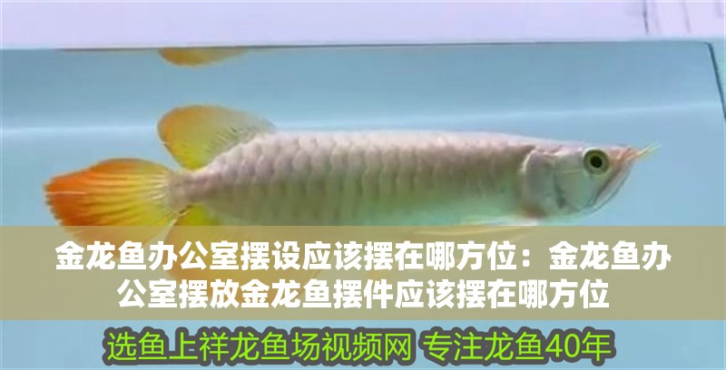 金龍魚辦公室擺設應該擺在哪方位：金龍魚辦公室擺放金龍魚擺件應該擺在哪方位