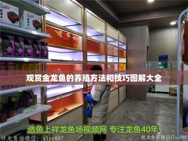 觀賞金龍魚的養殖方法和技巧圖解大全