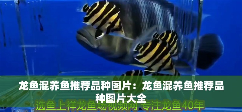龍魚混養魚推薦品種圖片：龍魚混養魚推薦品種圖片大全