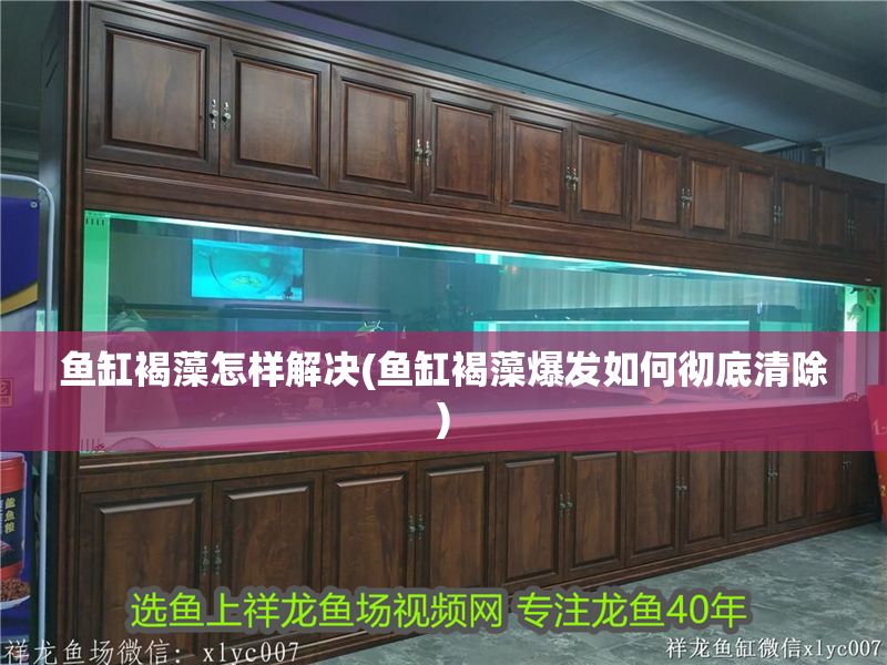 魚缸褐藻怎樣解決(魚缸褐藻爆發(fā)如何徹底清除)