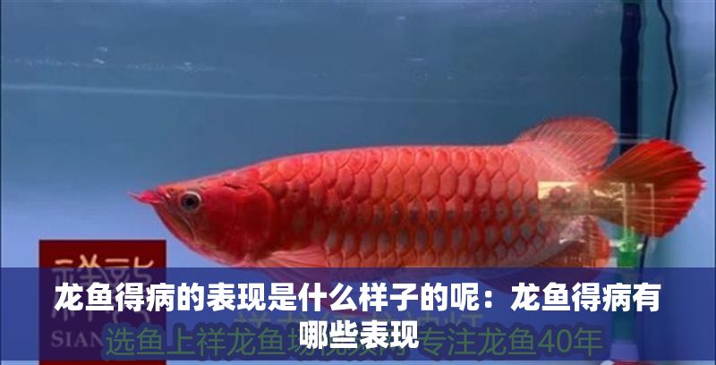 龍魚得病的表現是什么樣子的呢：龍魚得病有哪些表現