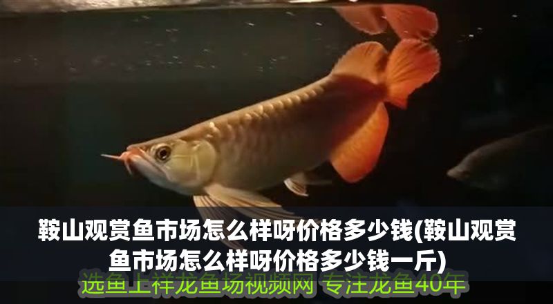 鞍山觀賞魚市場怎么樣呀價格多少錢(鞍山觀賞魚市場怎么樣呀價格多少錢一斤)