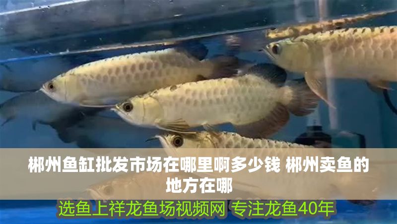 郴州魚缸批發市場在哪里啊多少錢 郴州賣魚的地方在哪