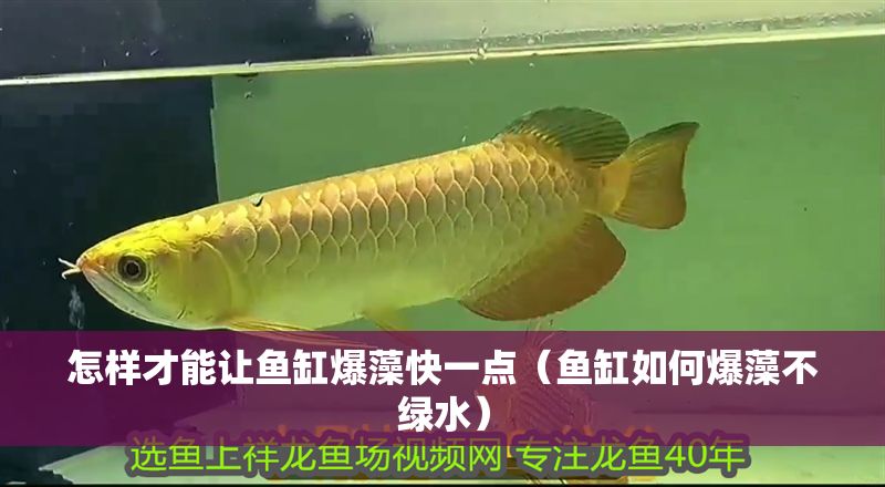 怎樣才能讓魚缸爆藻快一點（魚缸如何爆藻不綠水）