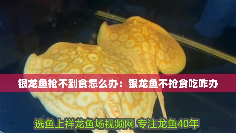 銀龍魚搶不到食怎么辦：銀龍魚不搶食吃咋辦