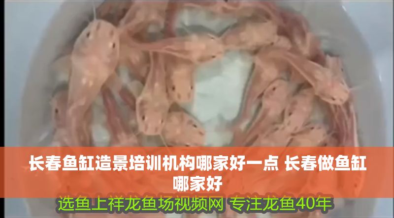 長春魚缸造景培訓機構(gòu)哪家好一點 長春做魚缸哪家好
