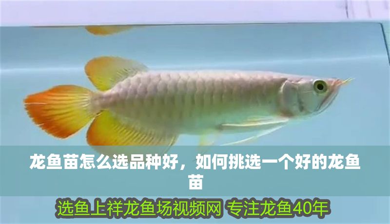 龍魚苗怎么選品種好，如何挑選一個(gè)好的龍魚苗