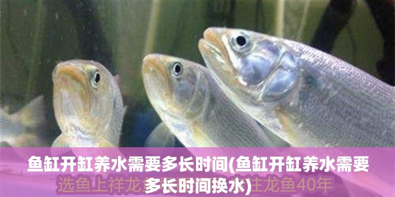 魚(yú)缸開(kāi)缸養(yǎng)水需要多長(zhǎng)時(shí)間(魚(yú)缸開(kāi)缸養(yǎng)水需要多長(zhǎng)時(shí)間換水)
