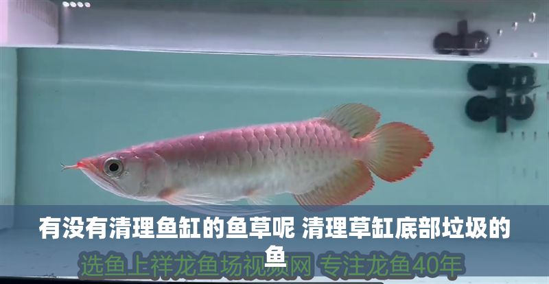 有沒(méi)有清理魚(yú)缸的魚(yú)草呢 清理草缸底部垃圾的魚(yú)