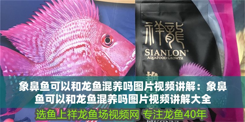象鼻魚可以和龍魚混養(yǎng)嗎圖片視頻講解：象鼻魚可以和龍魚混養(yǎng)嗎圖片視頻講解大全