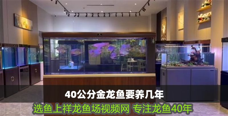 40公分金龍魚要養幾年