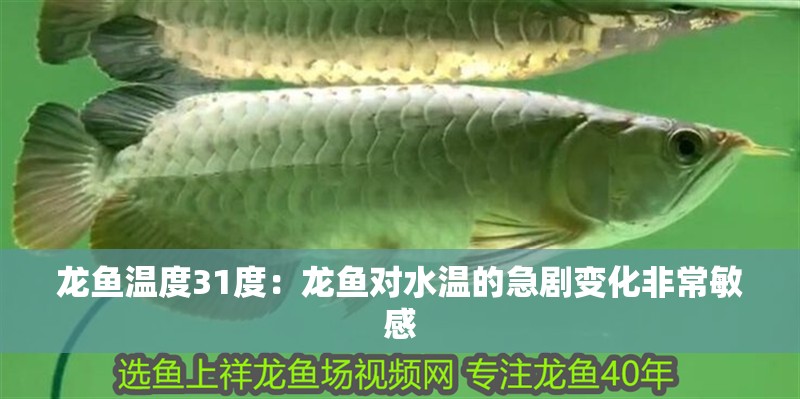 龍魚溫度31度：龍魚對水溫的急劇變化非常敏感