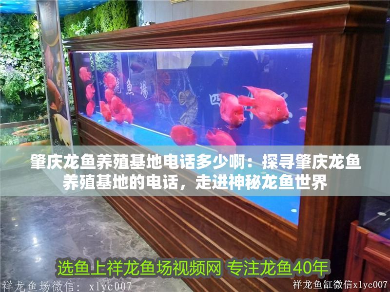 肇慶龍魚養殖基地電話多少啊：探尋肇慶龍魚養殖基地的電話，走進神秘龍魚世界
