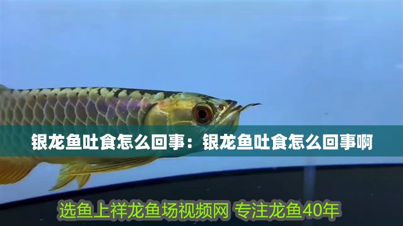 銀龍魚吐食怎么回事:銀龍魚吐食怎么回事啊