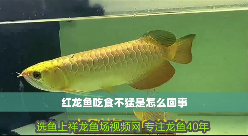 紅龍魚(yú)吃食不猛是怎么回事