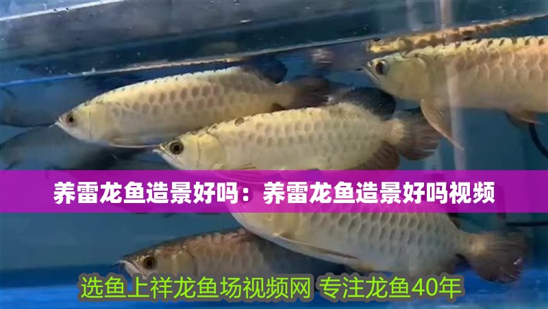 養(yǎng)雷龍魚造景好嗎：養(yǎng)雷龍魚造景好嗎視頻