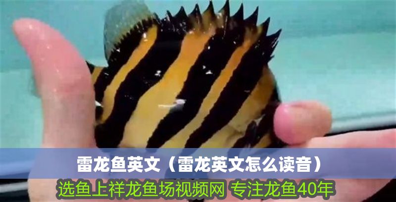 雷龍魚英文（雷龍英文怎么讀音）