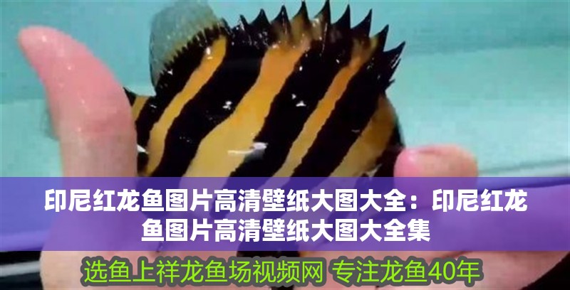 印尼紅龍魚圖片高清壁紙大圖大全：印尼紅龍魚圖片高清壁紙大圖大全集