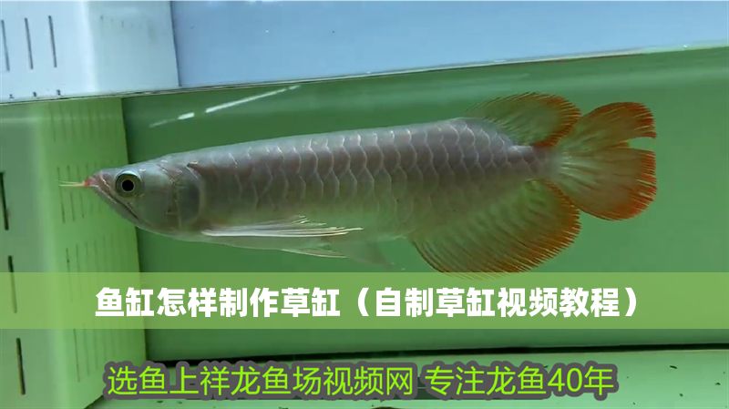魚缸怎樣制作草缸（自制草缸視頻教程）