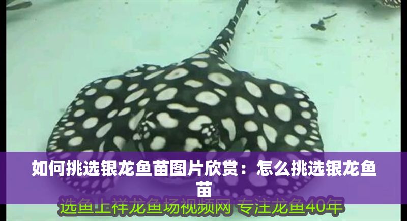 如何挑選銀龍魚苗圖片欣賞：怎么挑選銀龍魚苗 如何挑選銀龍魚苗圖片欣賞：怎么挑選銀龍魚苗 龍魚百科 第1張