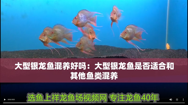 大型銀龍魚混養好嗎：大型銀龍魚是否適合和其他魚類混養