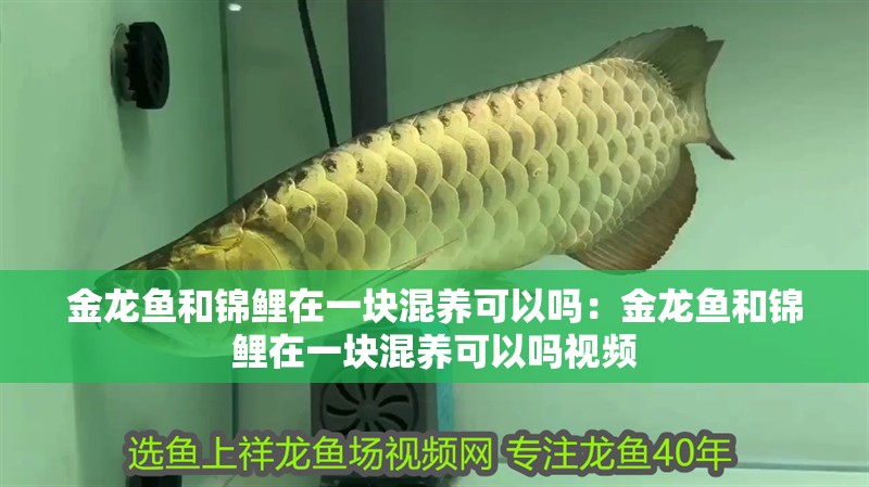 金龍魚和錦鯉在一塊混養可以嗎：金龍魚和錦鯉在一塊混養可以嗎視頻