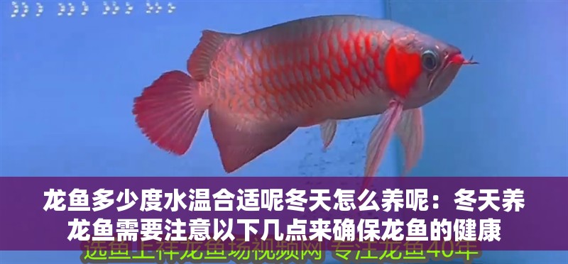 龍魚多少度水溫合適呢冬天怎么養呢：冬天養龍魚需要注意以下幾點來確保龍魚的健康