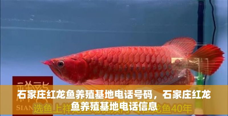 石家莊紅龍魚養殖基地電話號碼，石家莊紅龍魚養殖基地電話信息