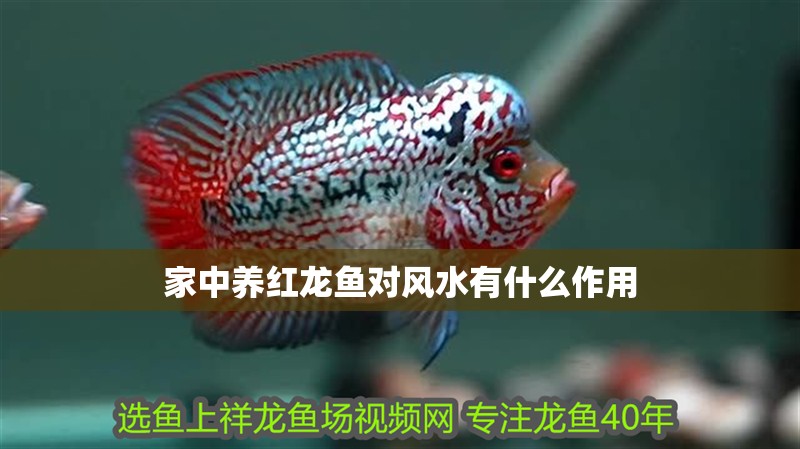 家中養紅龍魚對風水有什么作用