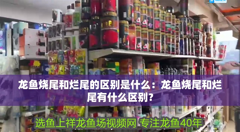 龍魚燒尾和爛尾的區別是什么：龍魚燒尾和爛尾有什么區別？