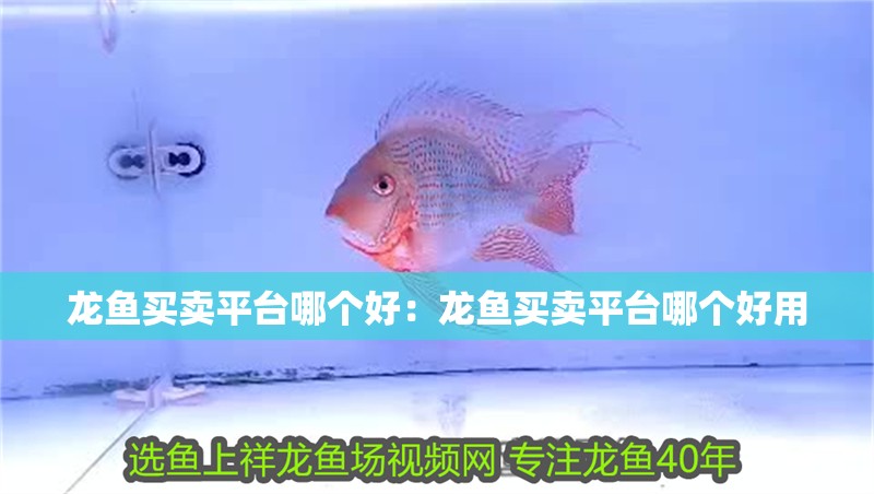 龍魚買賣平臺哪個好：龍魚買賣平臺哪個好用